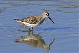 Stilt Sandpiperborder=